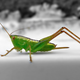 Illustration for article titled Shooting Challenge: Bugs Gallery (Part 1)